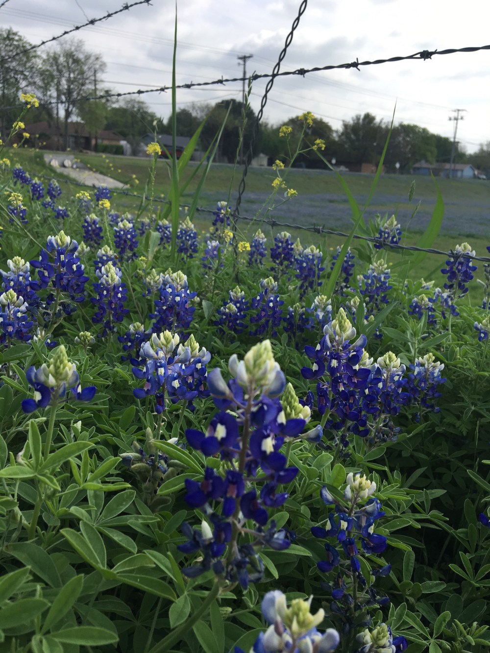 Bluebonnets.jpg